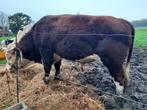 stier hereford 21maanden oud, Dieren en Toebehoren, Runderen, Mannelijk, 0 tot 2 jaar