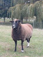 Zwartbles ooi, Dieren en Toebehoren