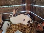 Havanna reuzevlinder met 4 jongen te koop, Dieren en Toebehoren, Konijnen, Meerdere dieren, Groot, 0 tot 2 jaar