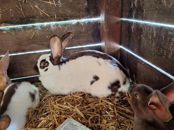 Havanna reuzevlinder met 4 jongen te koop