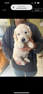 Mooi nestje golden retrievers met stamboom, Dieren en Toebehoren, Golden retriever, België, Fokker | Hobbymatig, CDV (hondenziekte)