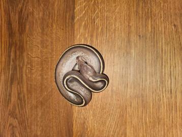 Ballpython#pythonregius#stranger beschikbaar voor biedingen