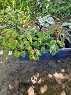 Bakje 3verschillende soorten persicaria (7 plantjes), Ophalen, Lente, Vaste plant