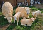 Polyester beelden texel schapen en lammen, Ophalen, Nieuw, Kunststof, Dierenbeeld