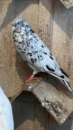 Iraanse duifje, Dieren en Toebehoren