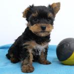 Yorkshire Terriër - 4 magnifiques chiots à vendre (Belges), Animaux & Accessoires, Commerçant, Yorkshire Terrier, 8 à 15 semaines