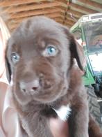 Chocolade labrador pups te koop, Dieren en Toebehoren, Honden | Retrievers, Spaniëls en Waterhonden, België, Fokker | Hobbymatig