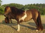 Shetlandmerrie's te koop, Dieren en Toebehoren, Pony's, Merrie, Niet van toepassing, A pony (tot 1.17m), Gechipt