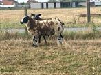 Zware rammen, Dieren en Toebehoren, Schapen, Geiten en Varkens