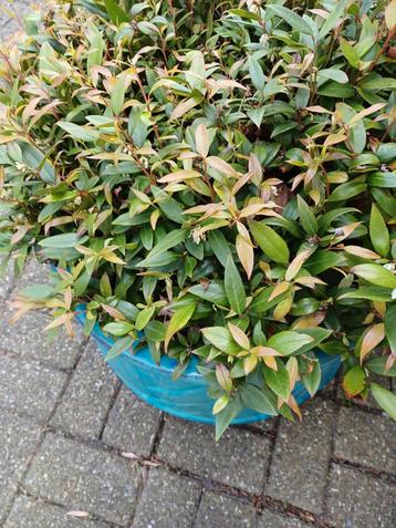 Plant met pot winterhard en verkleurt rood in de herfst