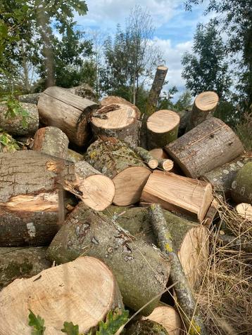 Kastanje hout beschikbaar voor biedingen