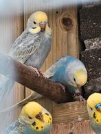 Regenboog grasparkieten, Dieren en Toebehoren, Vogels | Parkieten en Papegaaien, Geringd