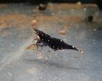 Caridina sp. trimaculata ( Sulawesi galaxy), Dieren en Toebehoren, Vissen | Aquariumvissen