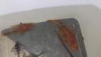 Koppel super Red longfin. 1M en 1V, Dieren en Toebehoren, Vissen | Aquariumvissen, Zoetwatervis, Vis
