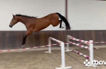 Goed springpaard KWPN 4 jaar van Hanley (Tornesch x Cornet)