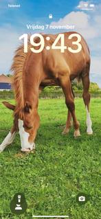 Wandelpaardje, Dieren en Toebehoren, Paarden