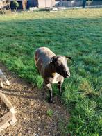 Schapen Ram
