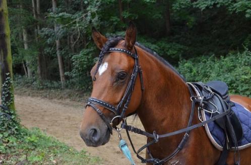 Knappe Springpony, Dieren en Toebehoren, Pony's, Ruin, L, C pony (1.27m tot 1.37m), Springpony, 11 jaar of ouder, Met stamboom