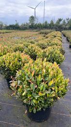 Leucothoe zeblid bolvorm wintergoen