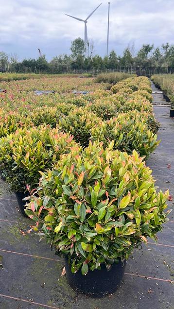 Leucothoe zeblid bolvorm wintergoen beschikbaar voor biedingen