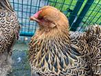 Brahma zware jonge hennen, Dieren en Toebehoren, Meerdere dieren, Kip