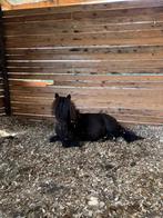Verzorgpony’s aangeboden / verzorger gezocht, Dieren en Toebehoren, Pony's