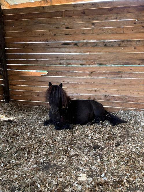 Verzorgpony’s aangeboden / verzorger gezocht, Dieren en Toebehoren, Pony's