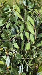 takken laurier, Tuin en Terras, Planten | Struiken en Hagen, Ophalen, Laurier