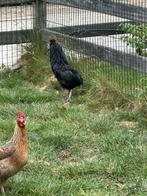 Araucana x ayam cemani haan, Dieren en Toebehoren, Mannelijk, Kip