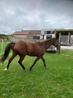 Paard, Dieren en Toebehoren, Paarden, Merrie, Minder dan 160 cm, Niet van toepassing, 0 tot 2 jaar