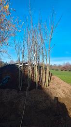 Liquidambar Palo Alto, 200cm tot 380cm, 6-8 tot 10-12, Tuin en Terras, Overige soorten, Lente, 250 tot 400 cm, Ophalen