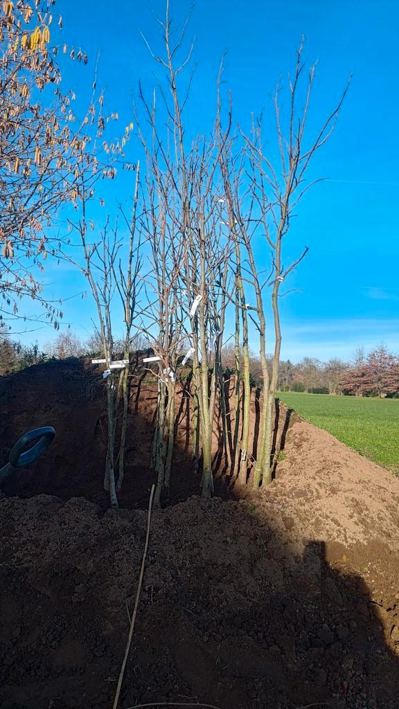 Liquidambar Palo Alto, 200cm tot 380cm, 6-8 tot 10-12, Jardin & Terrasse, Plantes | Arbres, Autres espèces, 250 à 400 cm, Plein soleil