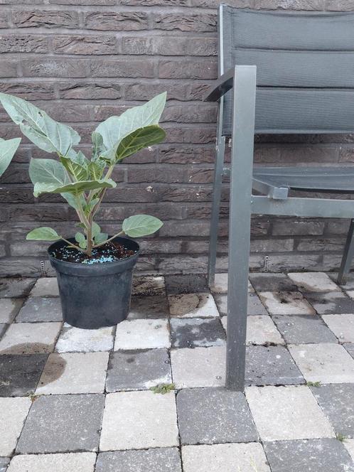 Prachtige doornappel planten/bloemen witte kleur, Tuin en Terras, Planten | Tuinplanten, Ophalen