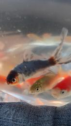 3 soorten vijvervissen te koop, Dieren en Toebehoren, Goudvis(sen)