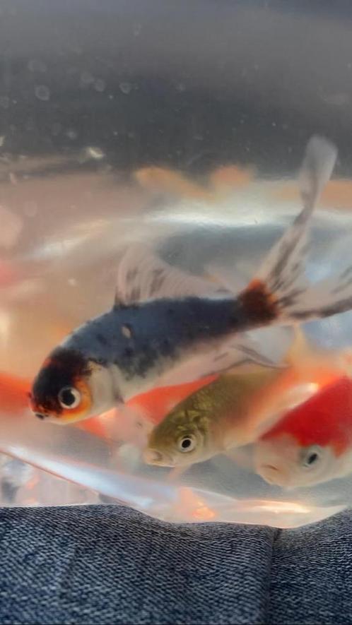 3 soorten vijvervissen te koop, Dieren en Toebehoren, Vissen | Vijvervissen, Goudvis(sen)
