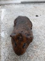 Bruin cavia mannetje, Dieren en Toebehoren, Cavia, Mannelijk, November, Tam