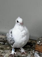 Pauwstaart met waaierstaart, Animaux & Accessoires, Oiseaux | Pigeons