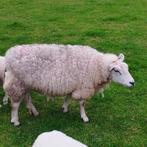 vrouwelijke schapen