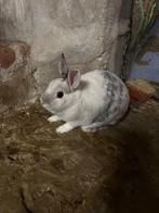 Dwergkonijn, Dieren en Toebehoren, Konijnen, Meerdere dieren, Klein, 0 tot 2 jaar
