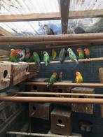 KWEEKRIJPE DWERGPAPEGAAIKES NU 50 EURO/KOPPEL, Meerdere dieren, Dwergpapegaai of Agapornis, Tam