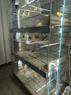 Kanaries, Dieren en Toebehoren