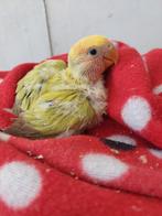 Dwergpapegaai baby handtam