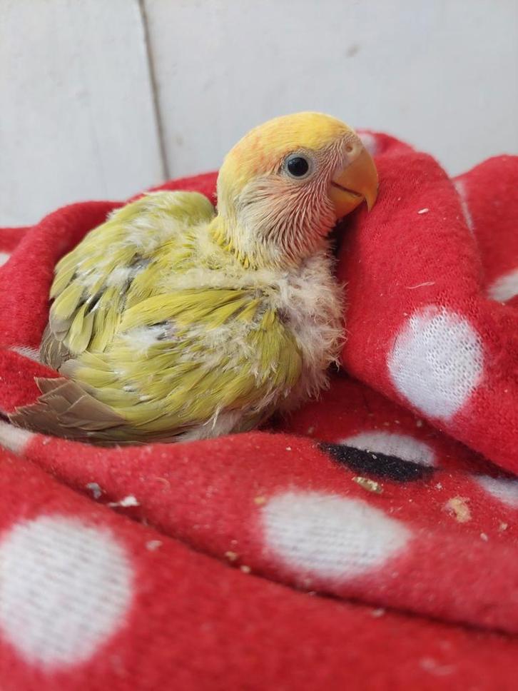 Dwergpapegaai baby handtam, Animaux & Accessoires, Oiseaux | Perruches & Perroquets