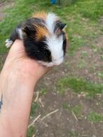 Cavia’s, Dieren en Toebehoren, Knaagdieren, Cavia, Tam