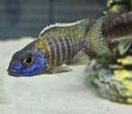 Aulonocara stuartgranti malawicichliden hobbykweek, Vis, Zoetwatervis