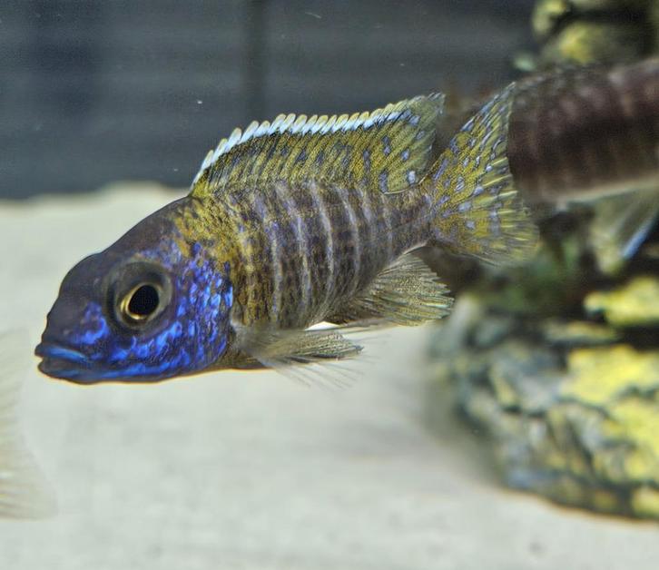 Aulonocara stuartgranti malawicichliden hobbykweek, Dieren en Toebehoren, Vissen | Aquariumvissen, Zoetwatervis, Vis