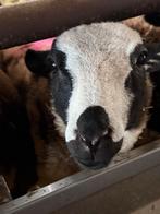 2 jonge schapenrammen te koop, Dieren en Toebehoren, Schapen, Geiten en Varkens, Mannelijk, Schaap, 0 tot 2 jaar