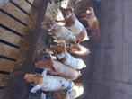 Biggen te koop, Dieren en Toebehoren, Schapen, Geiten en Varkens, Meerdere dieren, Varken, 0 tot 2 jaar