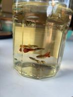 Jonge guppies / Guppy’s, Dieren en Toebehoren