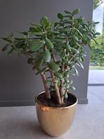 Crassula vetplant met gouden pot., Ophalen, Vetplant